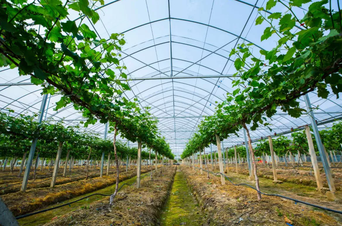 农业灌溉-成都市蒲江县20万亩农业灌溉现代示范区建设项目